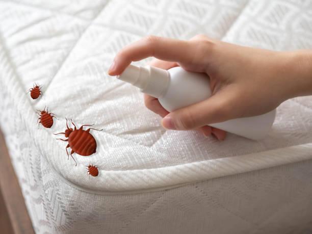 Best Ant Control Services  in New Boston, OH