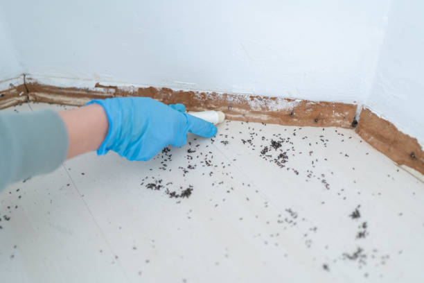 Best Wasp Removal Services  in New Boston, OH